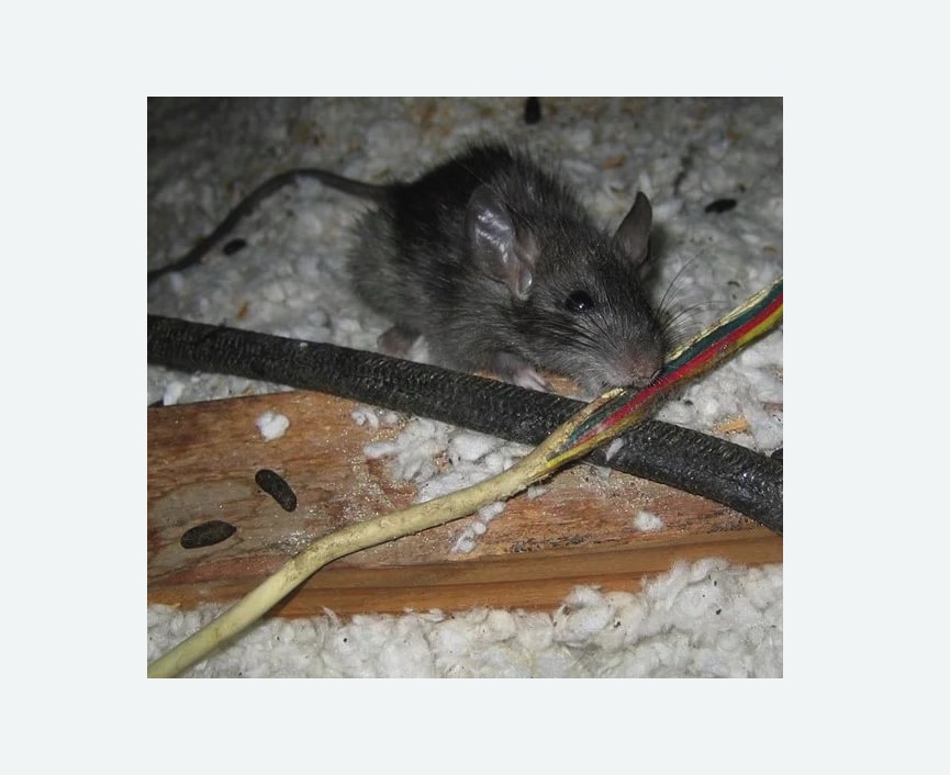 мыши грызут провода в Новосибирске