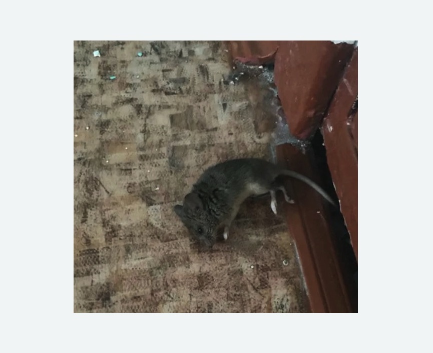 дезинфекция от мышей в Новосибирске