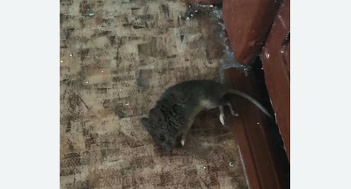 Дезинфекция от мышей в Новосибирске